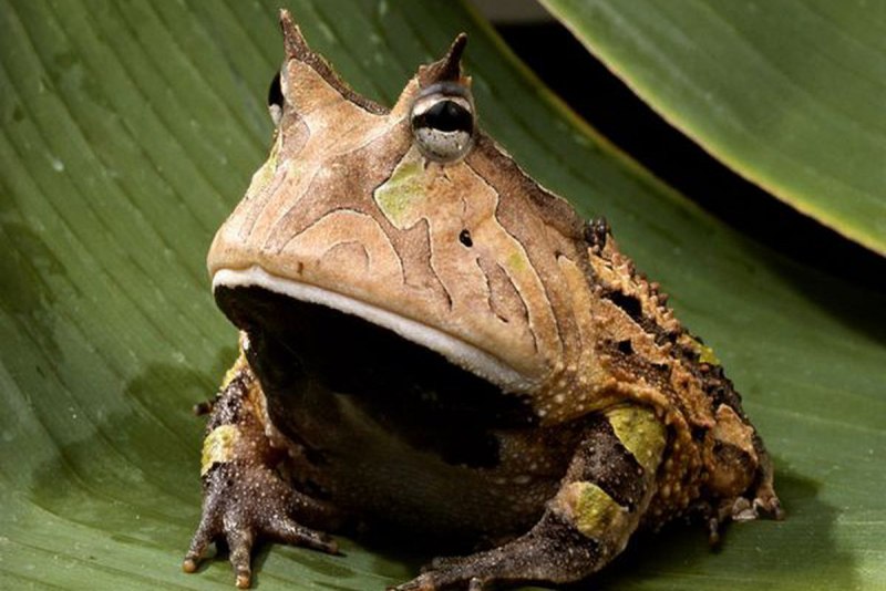 Амазонская рогатая лягушка