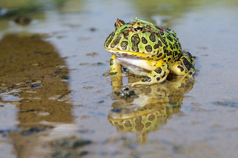 Бразильская рогатая лягушка