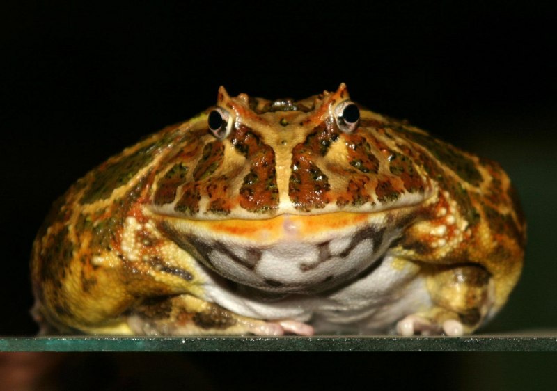 Лягушка рогатка Кранвелла ceratophrys cranwelli