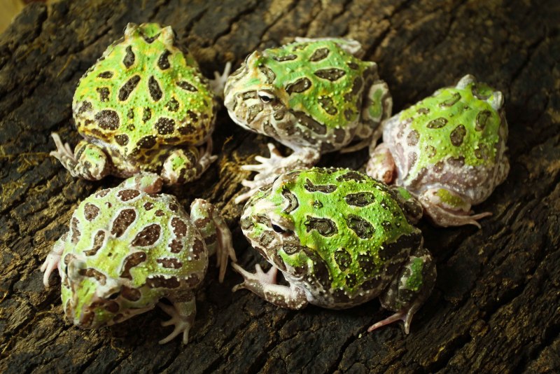 Лягушки Жабы квакши