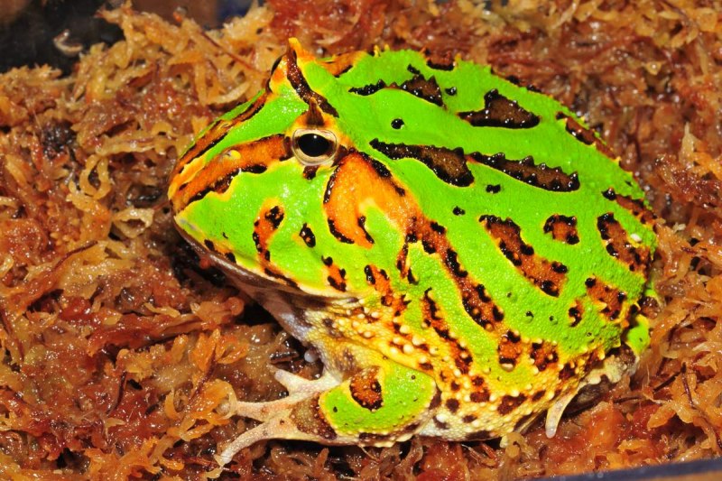 Украшенная рогатка ceratophrys Ornata