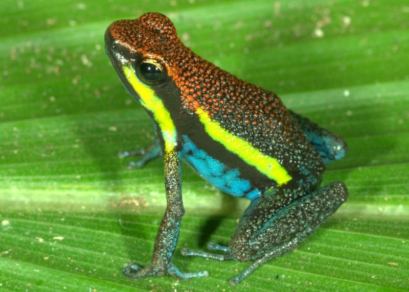 Рогатка ceratophrys Ornata