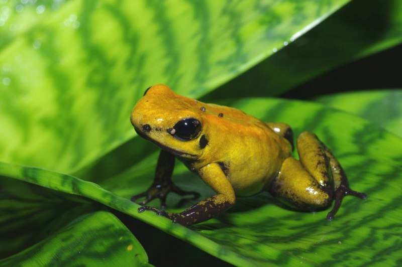Лягушка листолаз ужасный