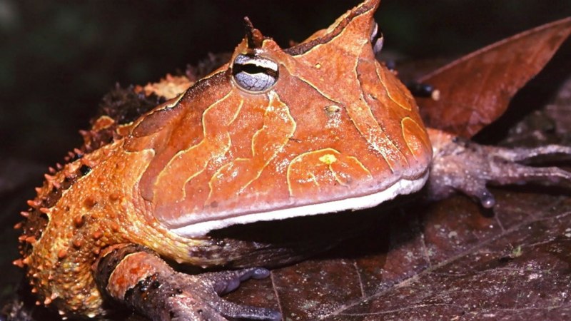 Амазонская рогатая лягушка