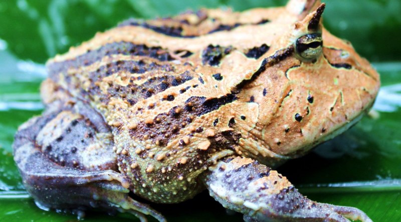 Лягушка рогатка Карнута