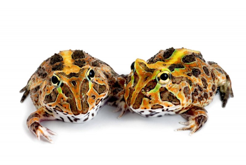 Амазонский древолаз лягушка