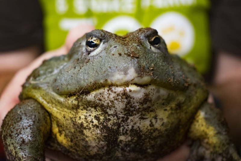 Краснопятнистая квакша