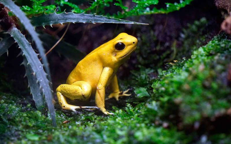 Золотистоглазая квакша