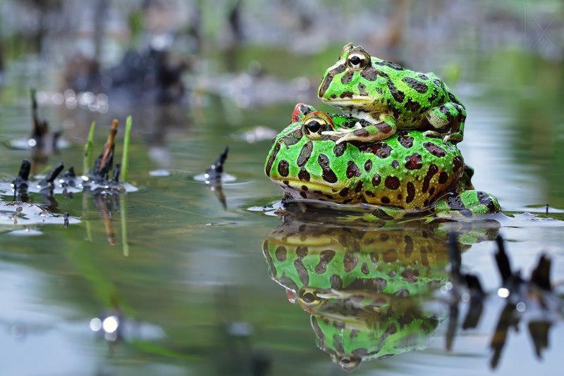 Ядовитые тропические лягушки
