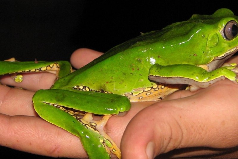 Лягушки семейства древолазов (Dendrobatidae)