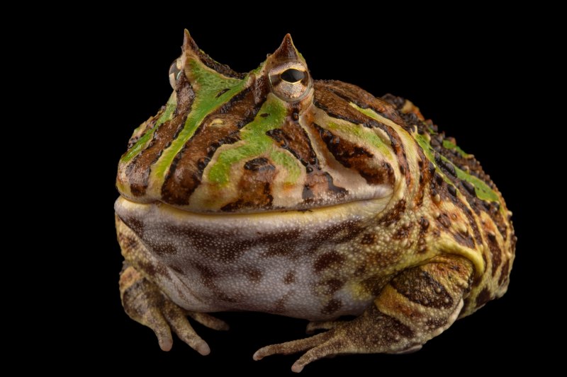 Бразильская рогатая лягушка