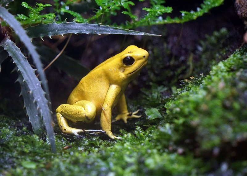 Квакша Филломедуза