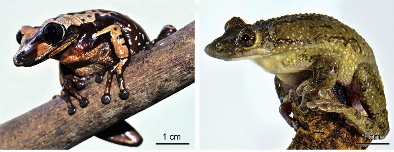 Квакша древолаз