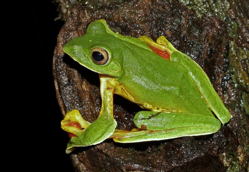 Ядовитые тропические лягушки