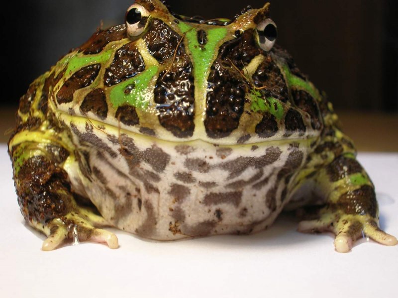 Рогатка ceratophrys Ornata