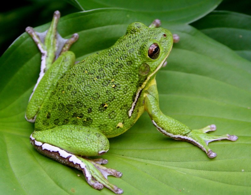 Золотистополосый листолаз