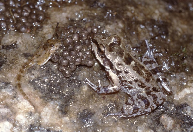 Ядовитая жаба