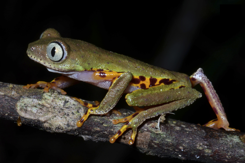 Чакская рогатка ceratophrys cranwelli