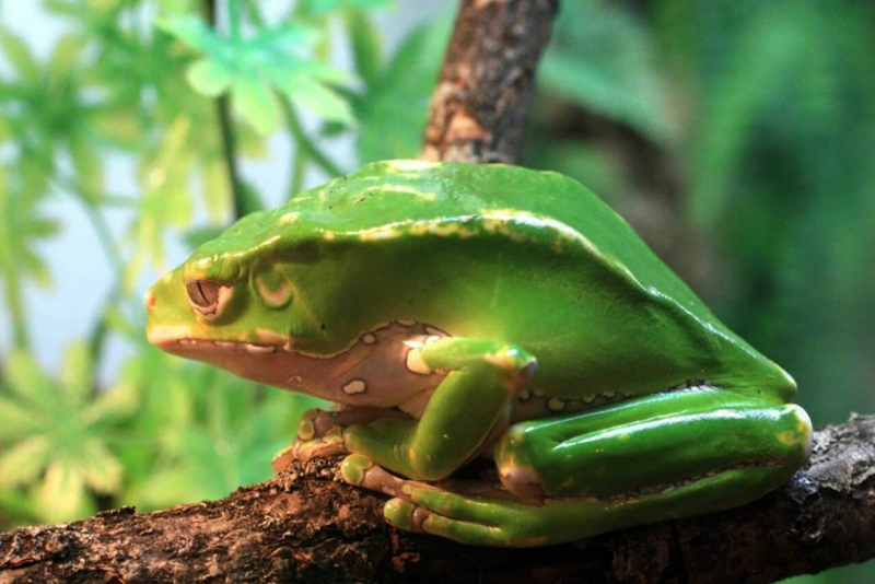 Австралийская голубая квакша