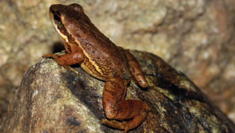 Квакша Арлекин