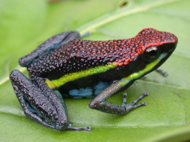 Самец лягушки