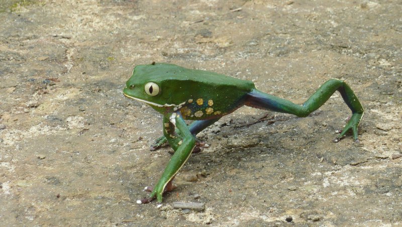 Лягушка древолаз ядовитая