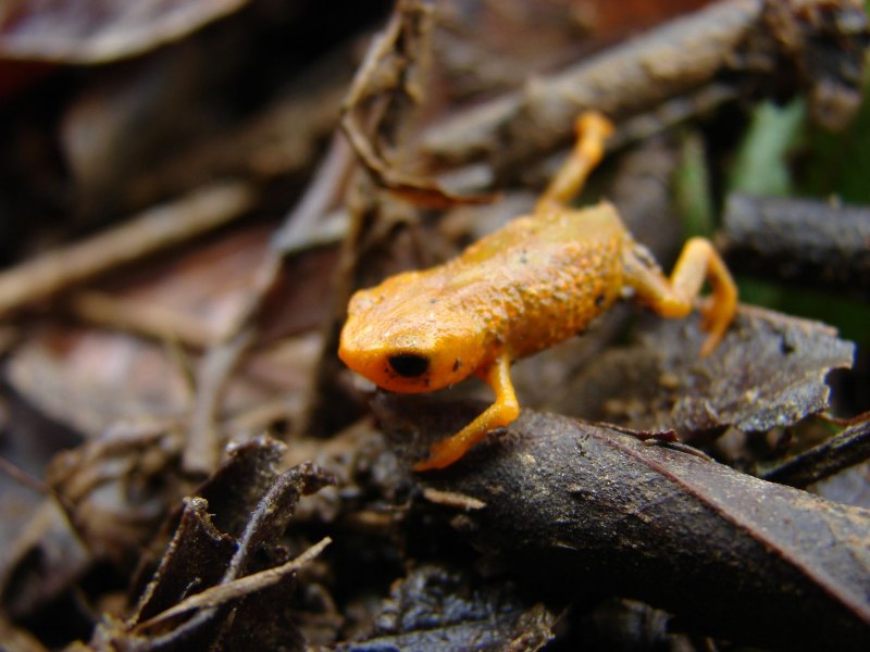 Ядовитая лягушка амазонки