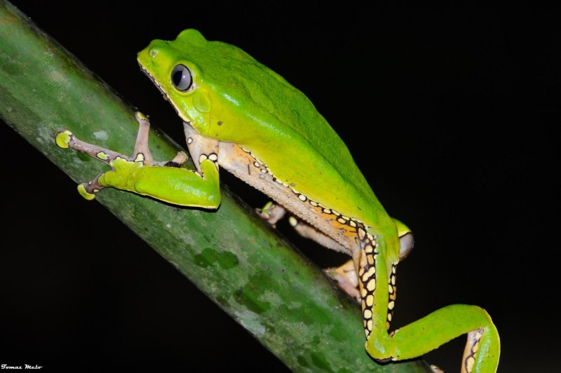 Aparasphenodon brunoi