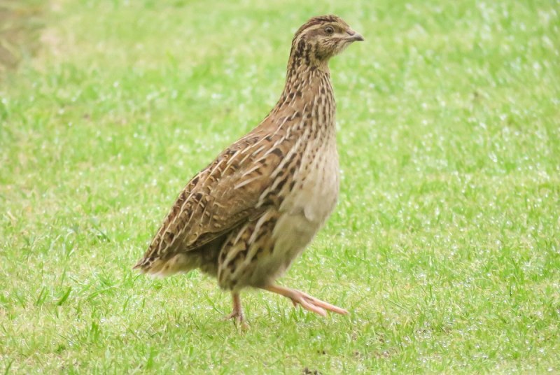 Перепел обыкновенный Coturnix Coturnix