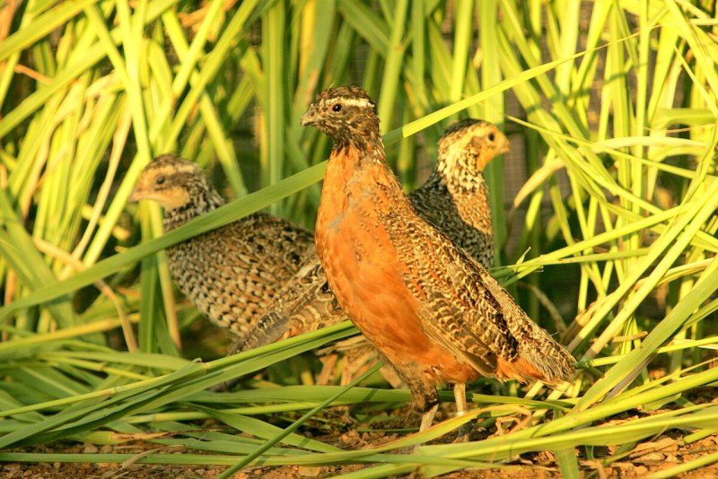 Виргинская куропатка