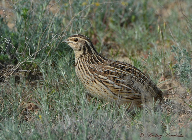 Перепел обыкновенный Coturnix Coturnix