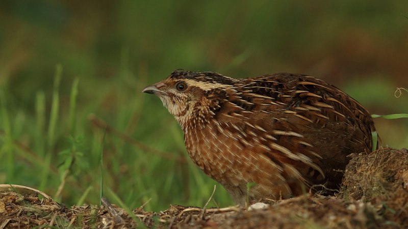 Перепел Coturnix Coturnix