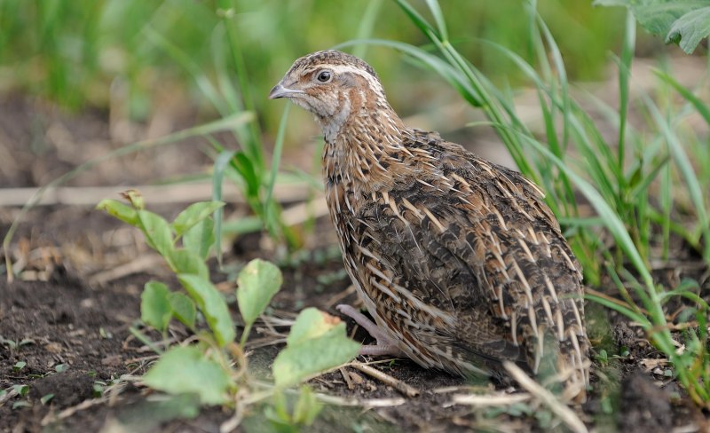 Перепелка Степная