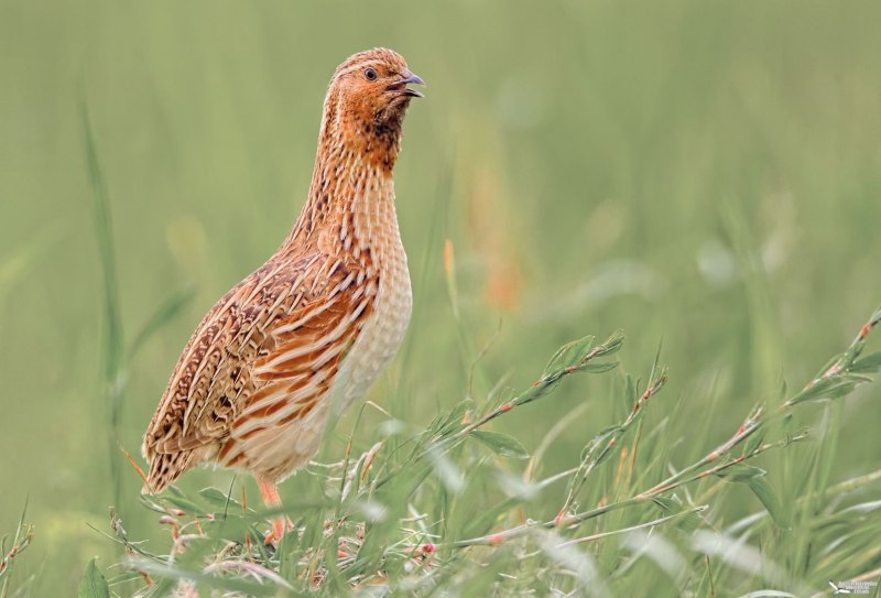 Перепел Coturnix Coturnix