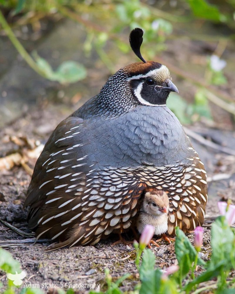 Калифорнийский перепел