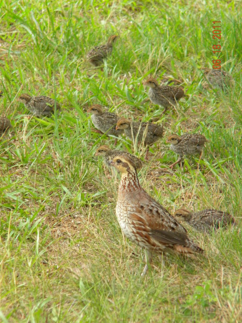 Перепелка обыкновенная