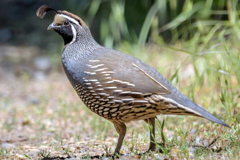 California Quail