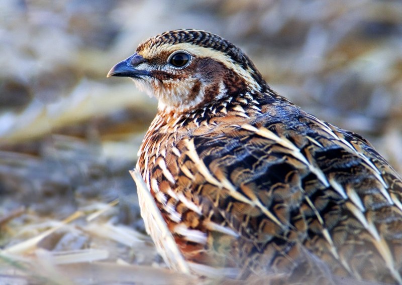 Перепел Coturnix Coturnix