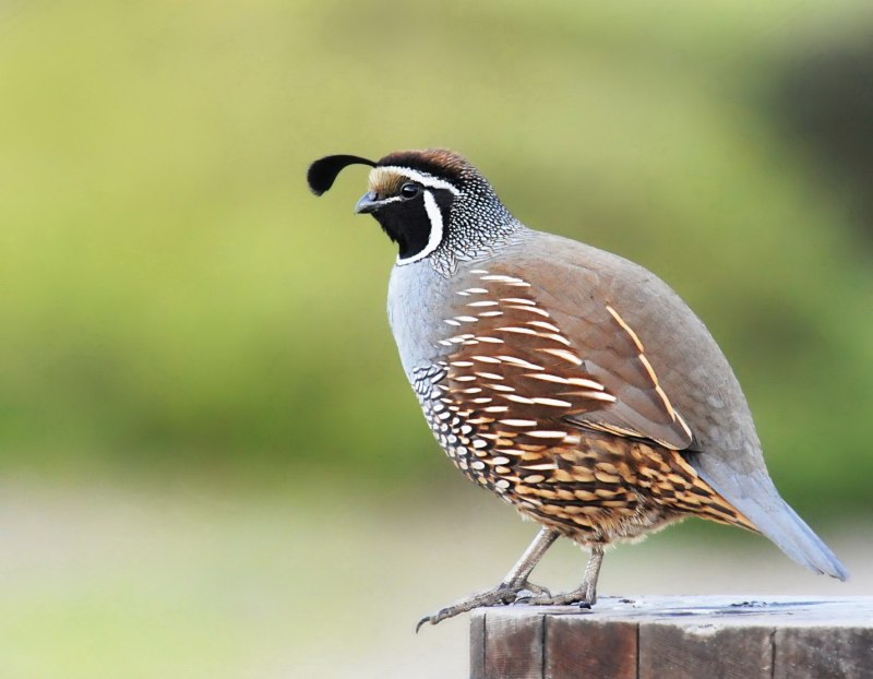 Калифорнийские перепела