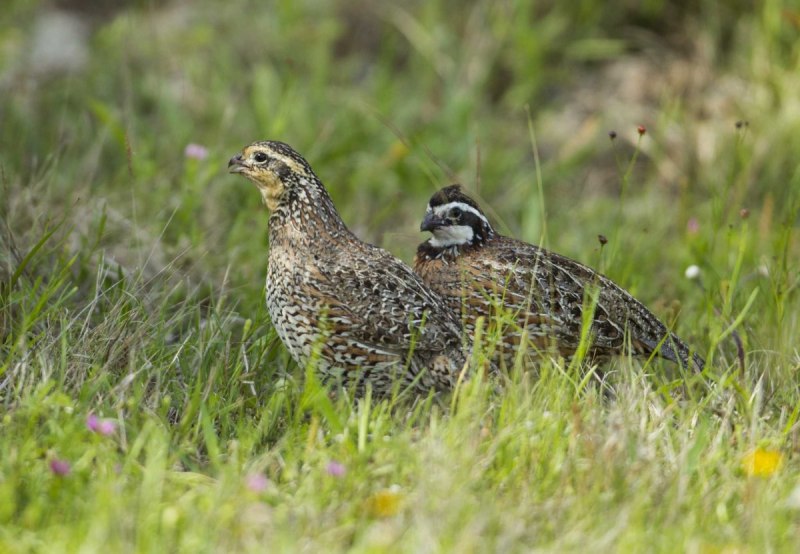 Перепелка Степная