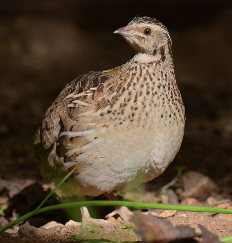 Перепел обыкновенный Coturnix Coturnix