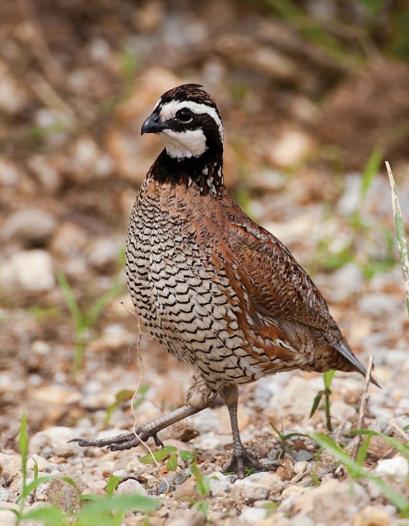 Зубчатоклювые куропатки