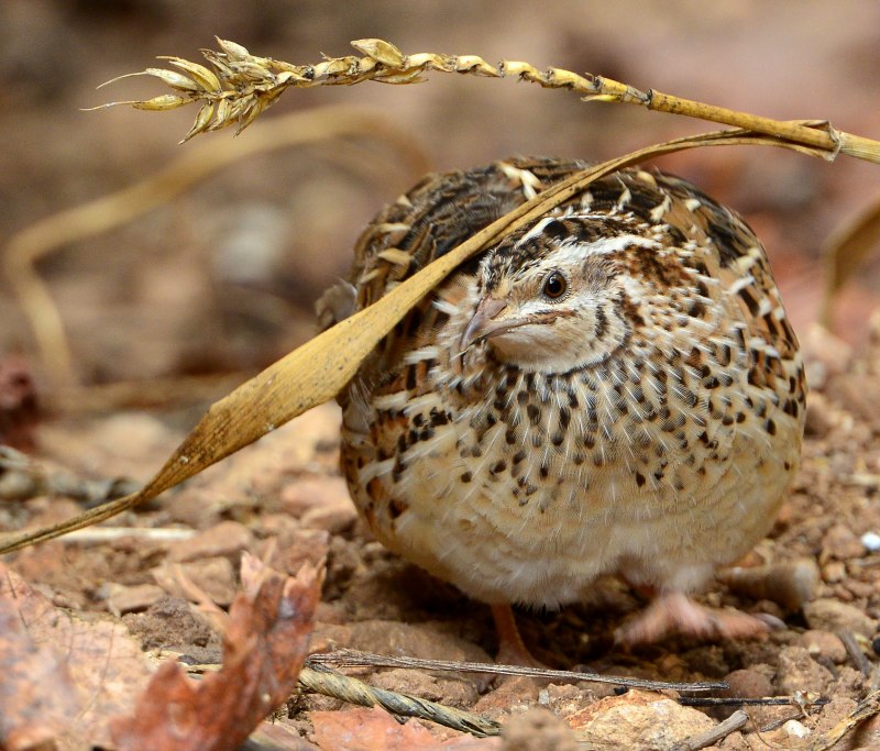 Перепел дикий