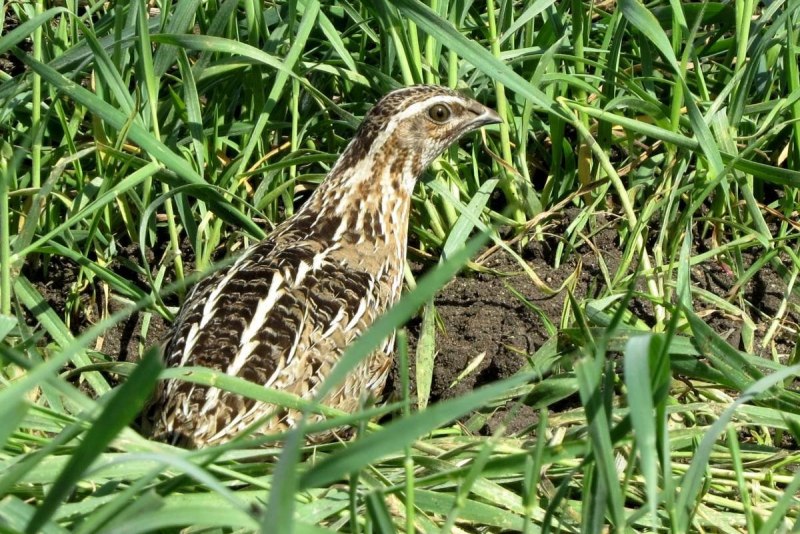 Перепелка обыкновенная
