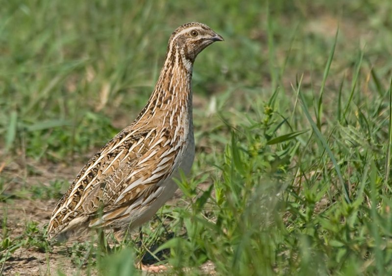 Перепел Coturnix Coturnix