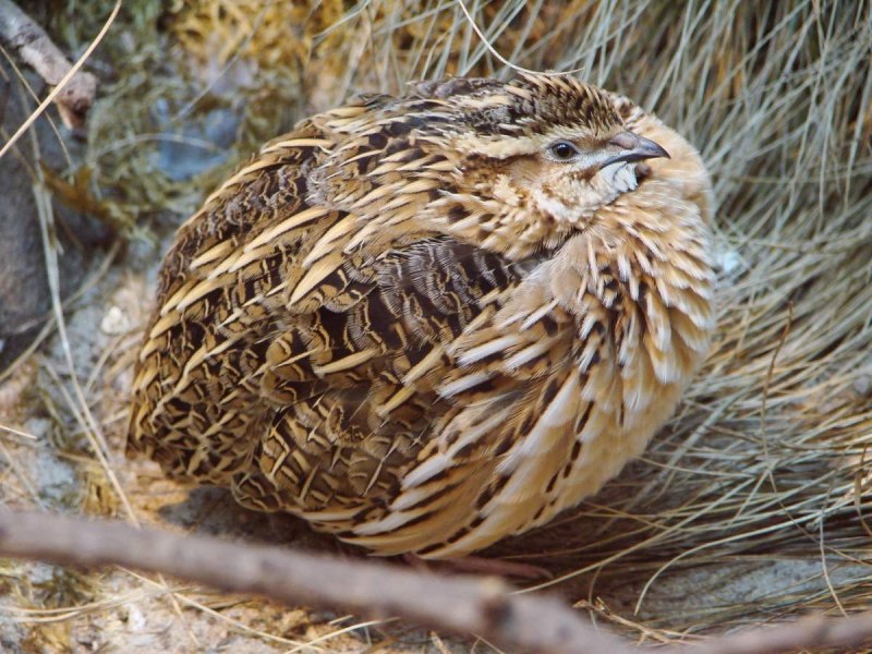 Перепел обыкновенный Coturnix Coturnix