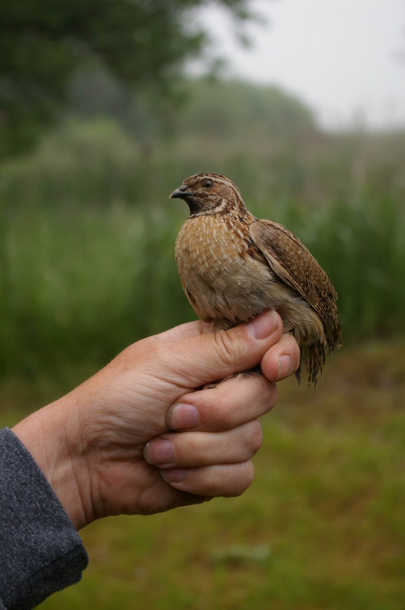 Перепелка Дикая