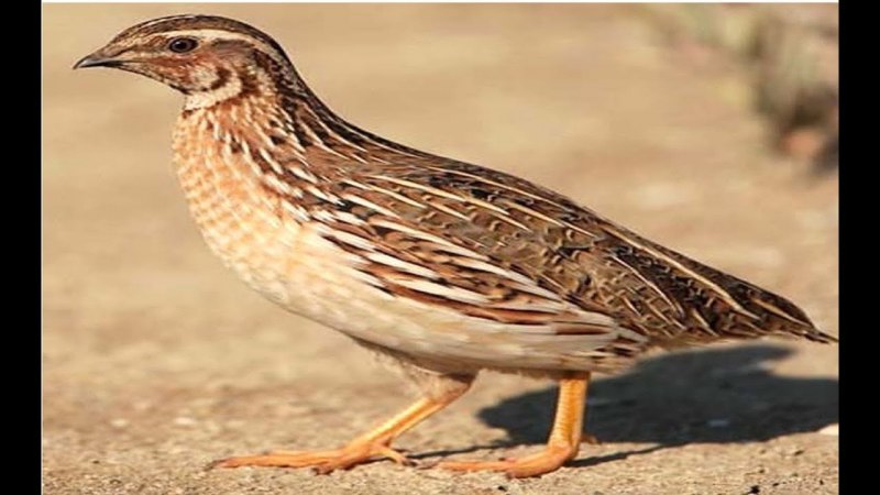 Перепелка сайраши