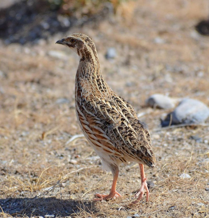 Перепел обыкновенный Coturnix Coturnix