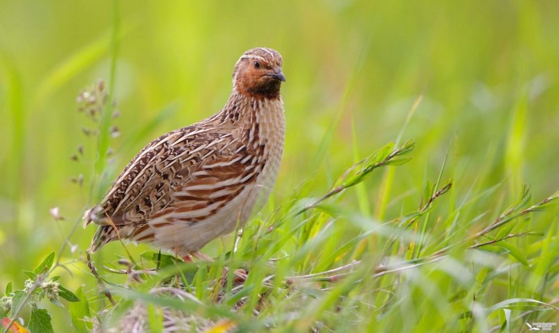 Перепел Coturnix Coturnix